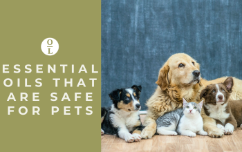 Essential Oils That Are Safe for Pets